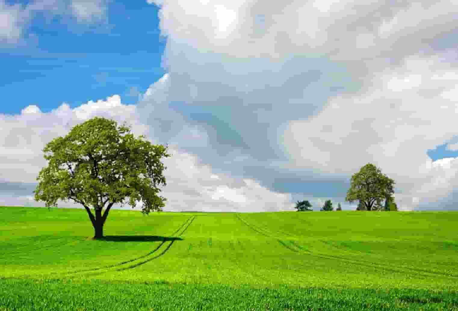 袖虎病猫攻略：猫什么情况会得狂犬病？被咬了要打针吗？