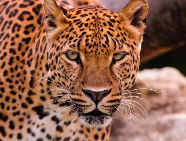 袖虎宠物店揭秘行业骗局：开宠物店有没有暴利？(1)