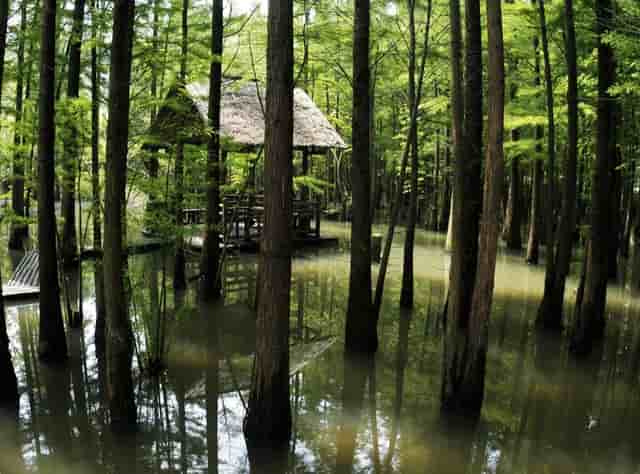 袖虎病猫攻略：小心换粮会软便！