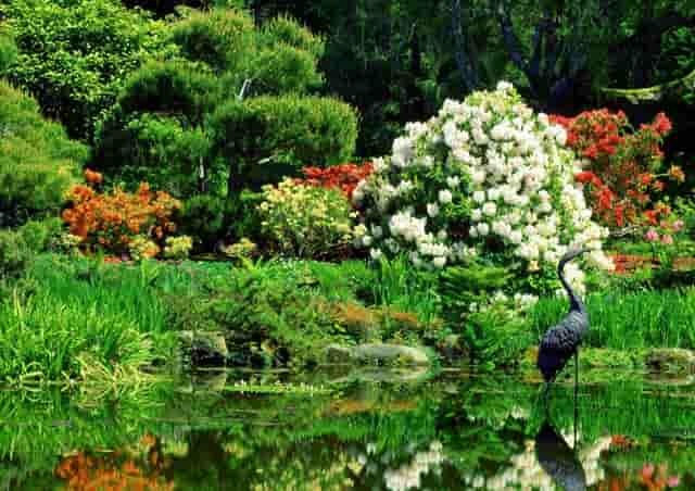 骄阳下荷花风景图片(山水荷花风景图片大全)