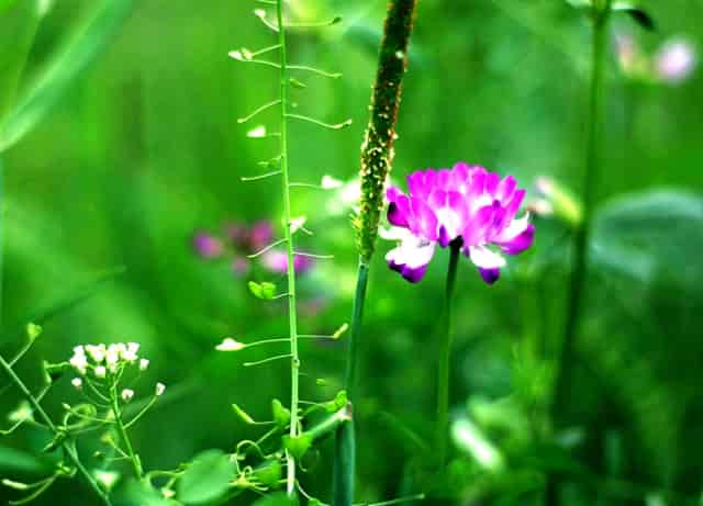 袖虎病猫攻略：避免猫咪尿道炎复发