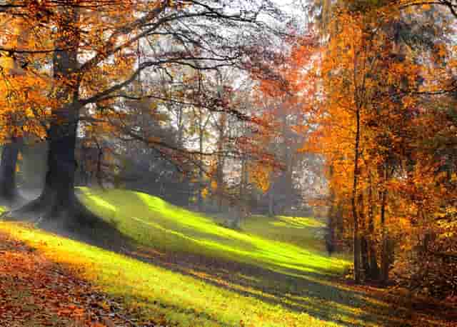 袖虎病猫攻略：猫咪驱虫药选择