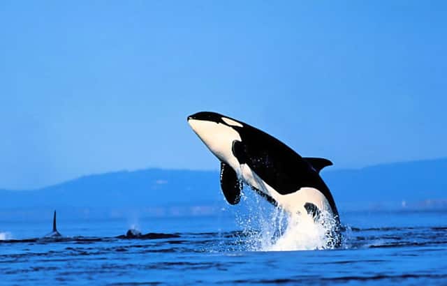 牛年生肖狗运气(牛年运气最好的生肖)