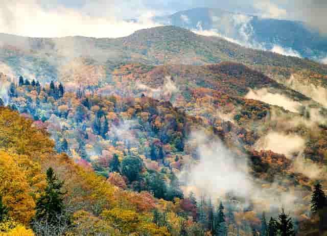 袖虎病猫攻略：脸黑不是病，重点色要了解