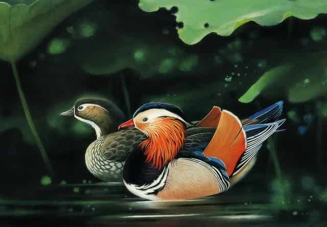 袖虎病猫攻略：猫流口水要注意