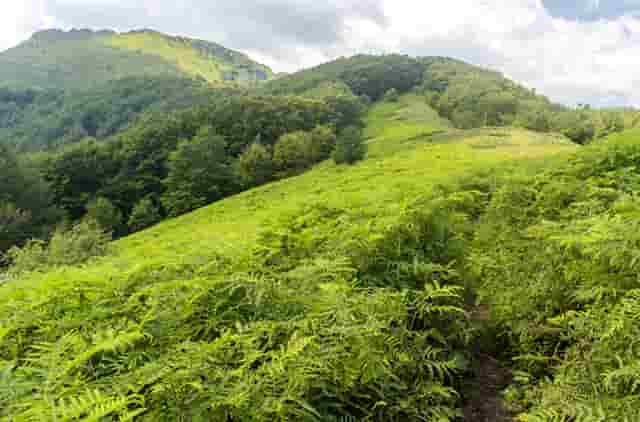 袖虎病狗攻略：犬瘟热是怎么回事