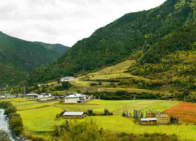 袖虎病狗攻略：狗吃草是怎么回事